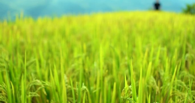 Defocused, blurry background green, yellow paddy field. Closeup of green paddy rice fields. Royalty high-quality free stock video footage of beautiful green, yellow terrace rice fields or paddy field