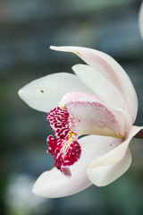 white orchid flower in tropical forest nature