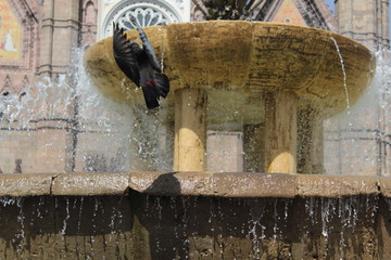 levantando el vuelo