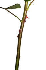 Red Roses on white background. images all taken on a white back drop/