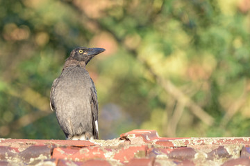 Juvenile Pied Currawong looking to the right with negative space