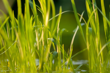 Under the bright sun. Abstract natural backgrounds. Fresh green spring grass on the water surface with the selective focus blurred bokeh