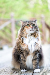 Naklejka na ściany i meble One calico long hair maine coon cat sitting with bokeh blurry background outside on wooden deck with neck mane ruff vertical view closeup