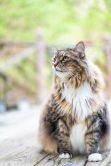 Naklejka na ściany i meble One calico long hair maine coon cat sitting with blurry background outside on wooden deck with neck mane ruff vertical view closeup