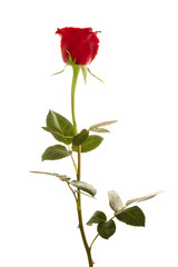 Obraz premium Red Roses on white background. images all taken on a white back drop/