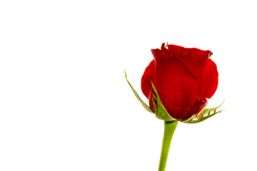 Obraz premium Red Roses on white background. images all taken on a white back drop/