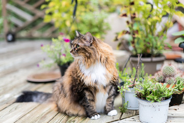 Calico maine coon cat sitting outside on deck by wooden fence and garden plants curious fluffy outdoor kitty
