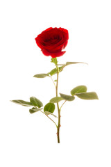 Obraz premium Red Roses on white background. images all taken on a white back drop/