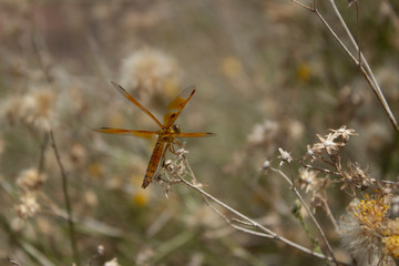 Golden Winged DragonFly on Dandelion Twig