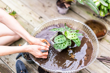 Woman hand washing potted calathea zebra peacock plant with dirt and soil pot flowerpot outside home garden backyard with water planting seedling