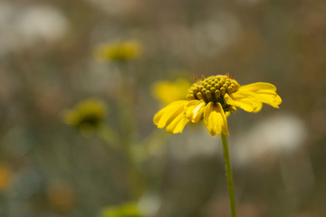 Single Yellow Brittlebush Flower Side CloseUp
