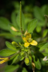 Yellow Bladderpod Desert Flower against Green Leaves and Black Background