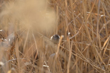 The sparrow in the reeds