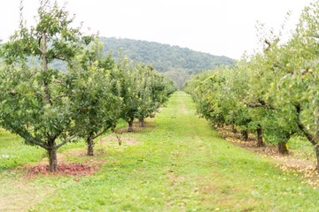 Fototapeta na wymiar Apple orchard with many trees and red fruit on garden ground in autumn fall farm countryside in Virginia with green grass path alley