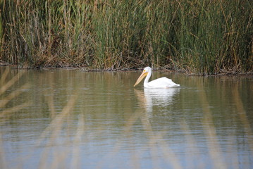 Swan on Lake