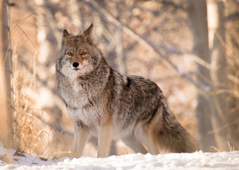 Fototapeta premium Coyote Posing
