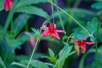 アラスカの野草