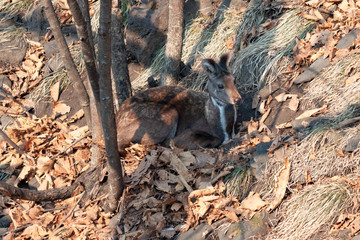 Musk deer (Moschus moschiferus)