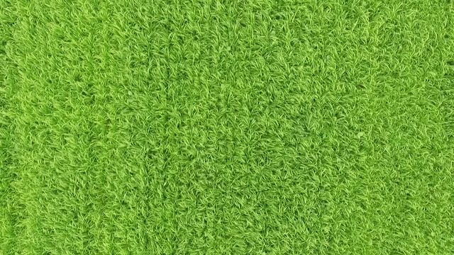 fly ofer the green spring field of  grass and three