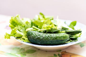 Closeup of fresh green lettuce on bowl plate with vibrant color salad whole cucumber from homegrown garden