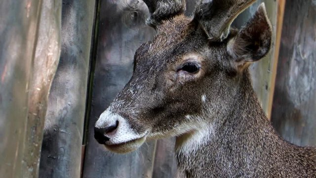 Thorold's deer (cervus albirostris) at deer-park.
