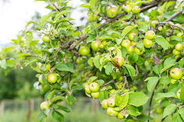 Apple orchard closeup of green granny smith or unripe fruit hanging on tree in garden in autumn fall summer farm countryside in Ukraine isolated