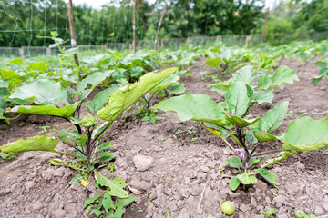 Closeup of large green leaves eggplant plants ripening with purple flowers on ground in summer garden with fallen apples vegetables growing in soil in Ukraine