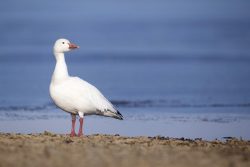 Fototapeta premium Snow Goose posing majestically on the shore of an ice covered lake in Pennsylvania