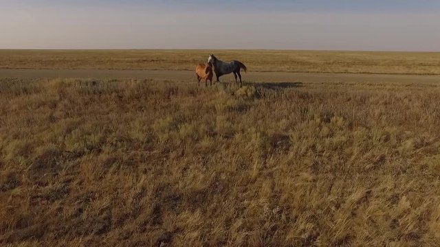 fly ofer the horses in the steppe