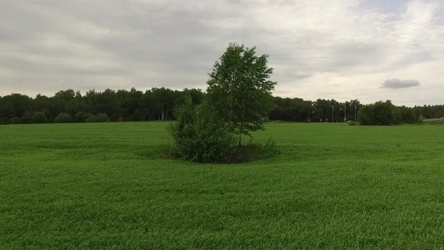 fly ofer the green spring field of  grass and three