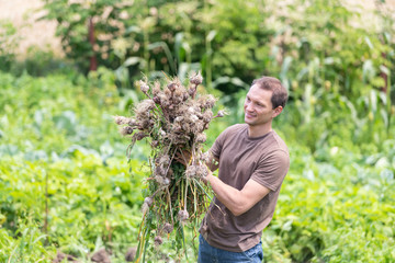 Young man farmer closeup harvesting garlic bulbs in farm or garden holding bunch of vegetables happy smiling