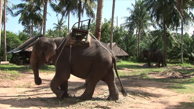 View of an elephant in Ko Samui Thailand