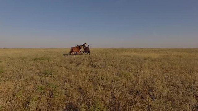 fly ofer the horses in the steppe