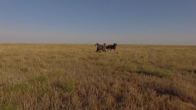 fly ofer the horses in the steppe