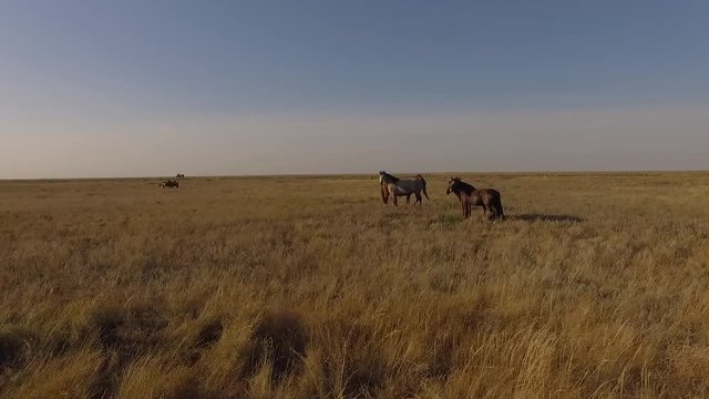 fly ofer the horses in the steppe