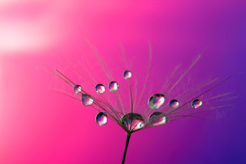 dandelion seed with drops of water