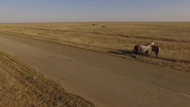 fly ofer the horses in the steppe