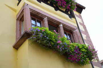 Fototapeta na wymiar windows with flowers