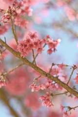Pink sakura tree flower or cherry blossom