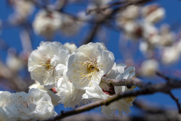 White Plum of plum garden at AobanoMori Park, Chiba prefecture, Chiba city, Japan