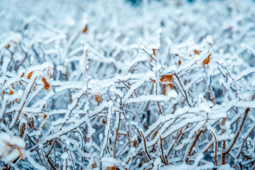 Frozen vegetation