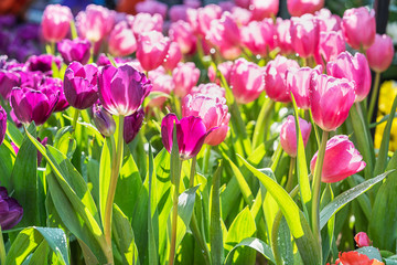 pink and purple tulips