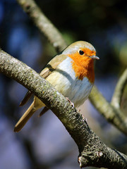 bird on the tree