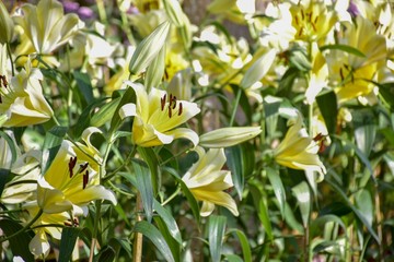 Obraz premium Flower in the flower garden ASEAN Flower Festival 2018 Of Chiang Rai Province, Thailand.
