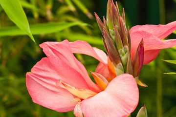 Canna Lily 'Shining Pink' (Canna x generalis) in macro at the botanical garden