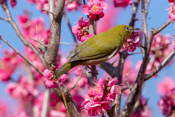 Red plum flower and Japanese White-eye, Aobanomori park in Chiba city, Chiba prefecture, Japan
