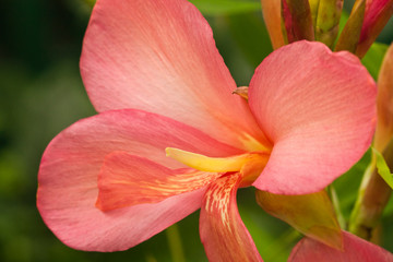 Fototapeta na wymiar Canna Lily 'Shining Pink' (Canna x generalis) in macro at the botanical garden