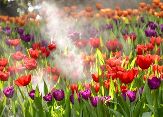 Multicolored tulips  in the flower garden ASEAN Flower Festival 2018 Of Chiang Rai Province, Thailand.