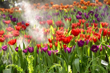 Multicolored tulips  in the flower garden ASEAN Flower Festival 2018 Of Chiang Rai Province, Thailand.