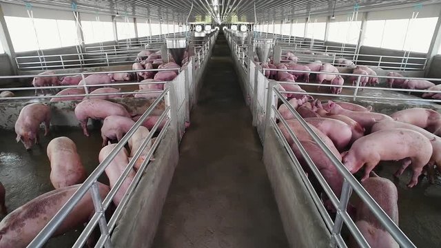 view footage of Pig farm with many pigs